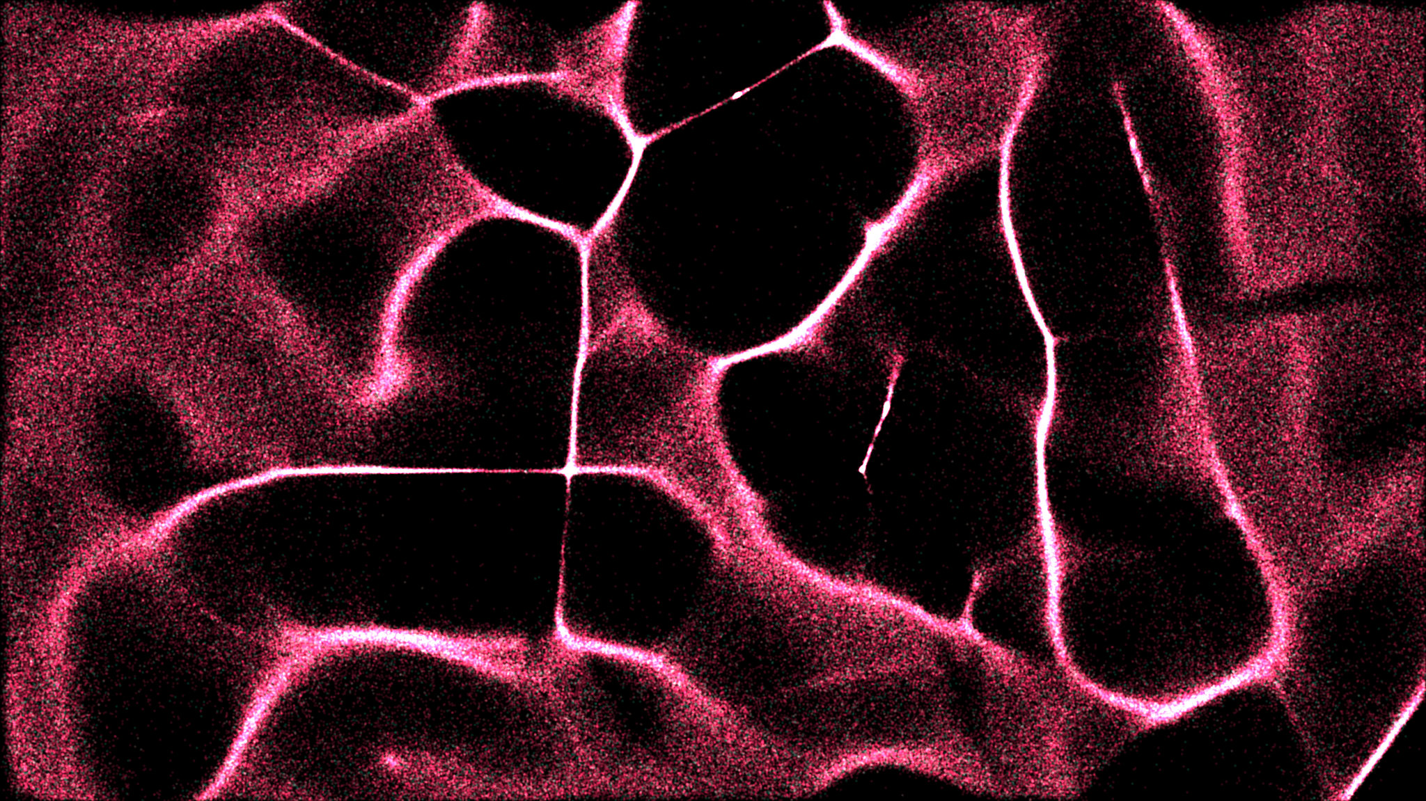 The Gitcoin/GitcoinDAO Egregore Is Emerging